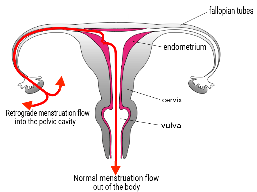 Why does your body expel blood during your period instead of just the uterus  lining? Where is the bleeding coming from? - Quora