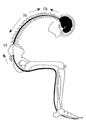 Butler, D 2000, ‘Postulated neural movements in relation to surrounding tissuesA. Spinal canal from flexion to extension’ The Sensitive Nervous System, Noigroup Publications, Adelaide p. 120, figure 5.11